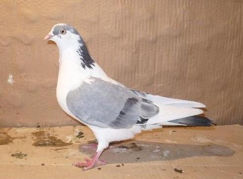 51