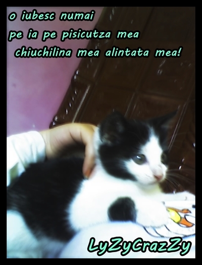 ριѕι¢υтzιι мєιι ! - x_X Pisicutzii mei x_X