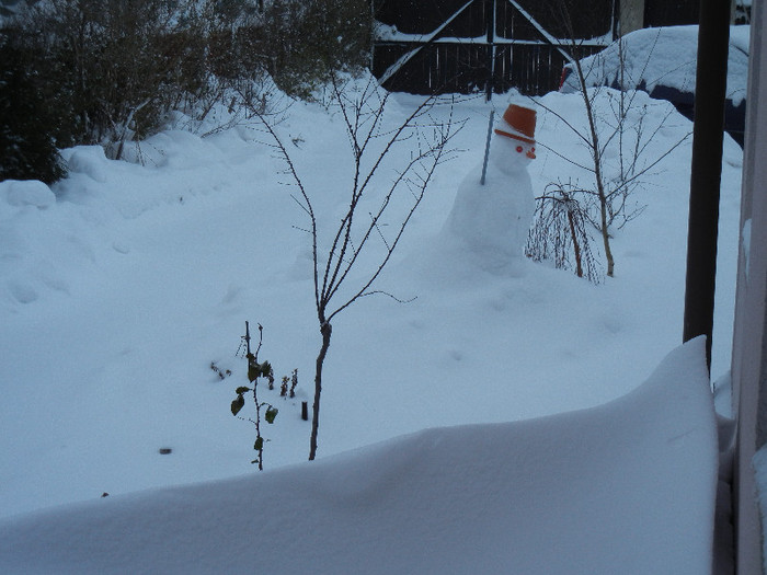 2012, January 27 - 01 Garden in January