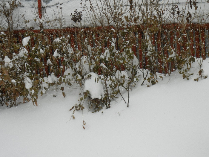 2009, February 13 - 02 Garden in February