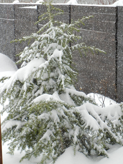 2012, February 13 - 02 Garden in February