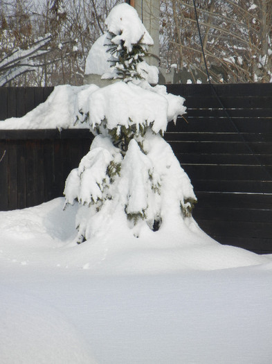 2012, February 14 - 02 Garden in February