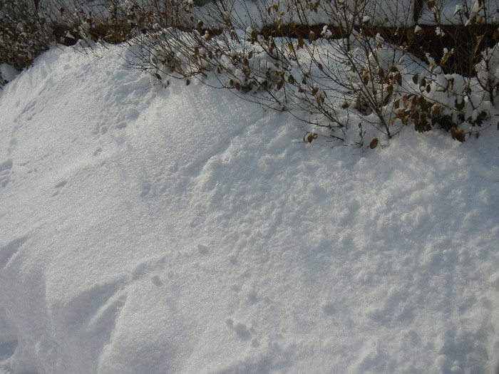 2012, February 14 - 02 Garden in February