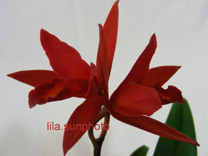 sophrolaeliocattleya