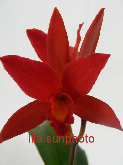 sophrolaeliocattleya - orhidee 2010-2012