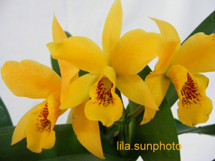 Lc. Gold Digger Orglades Mandarin - orhidee 2010-2012