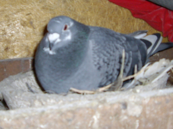 IMG_2240; F.2009

