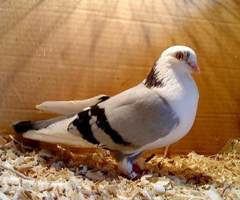 53 - porumbeii galatenii