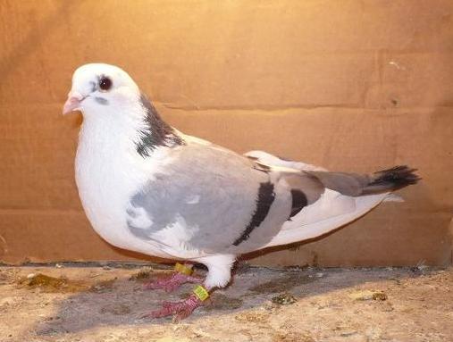 72 - porumbeii galatenii