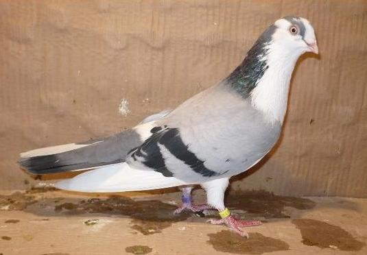 73 - porumbeii galatenii