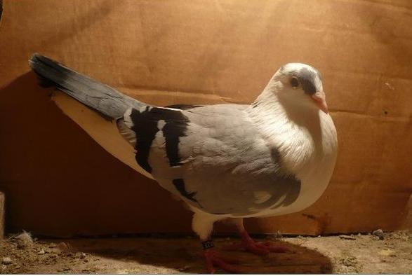 75 - porumbeii galatenii