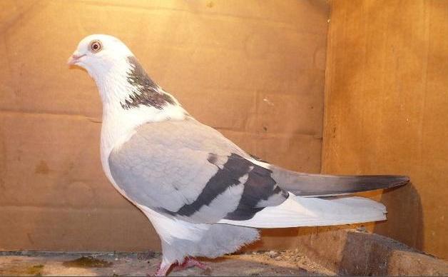 76 - porumbeii galatenii