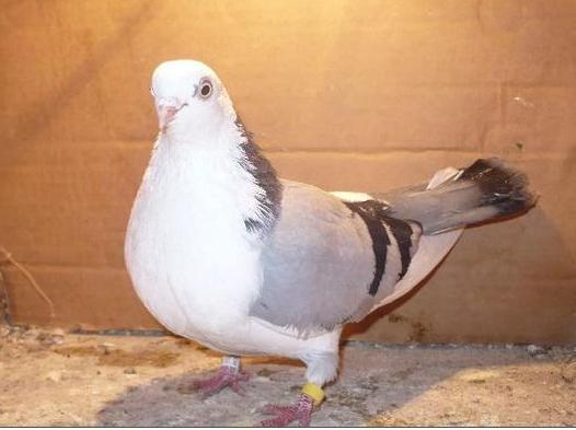 78 - porumbeii galatenii