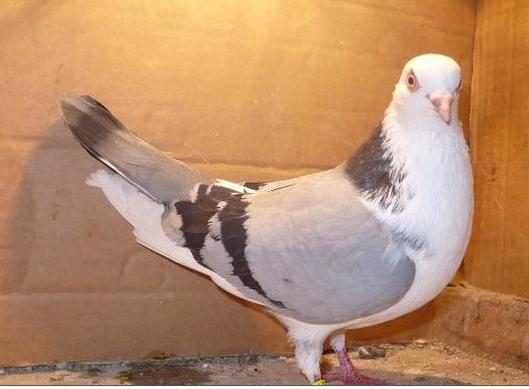 79 - porumbeii galatenii