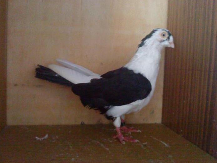 14 - porumbeii galatenii