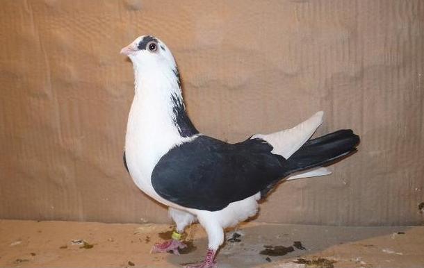 32 - porumbeii galatenii