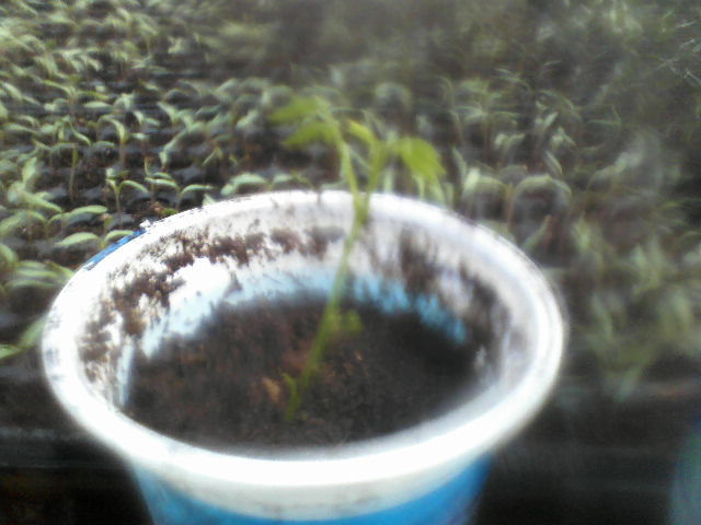 glicina  mutata in alt ghiveci