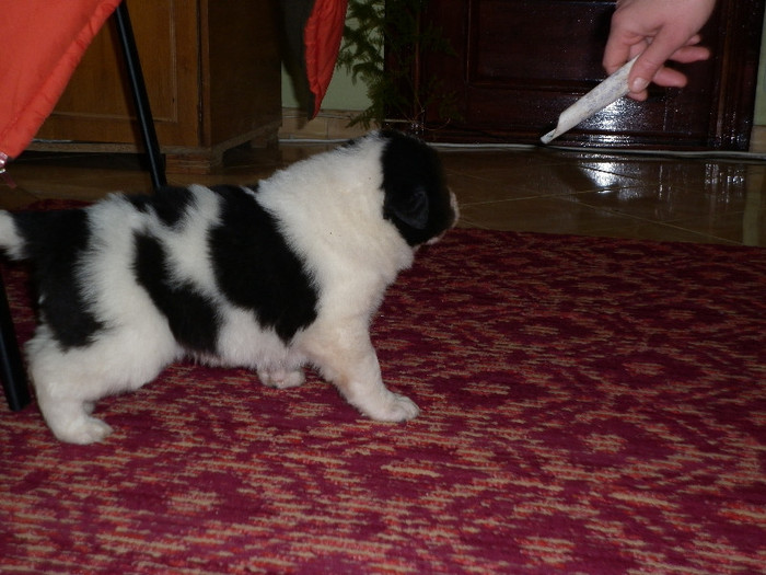 M. 1 luna; Pt. Sorin
