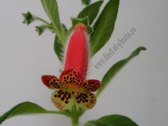 NEW -  Kohleria GG Lava Lamp- - KOHLERIA I