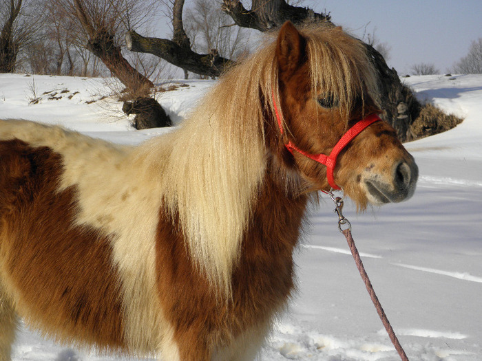 P2220305 - VANZARI PONEI 1