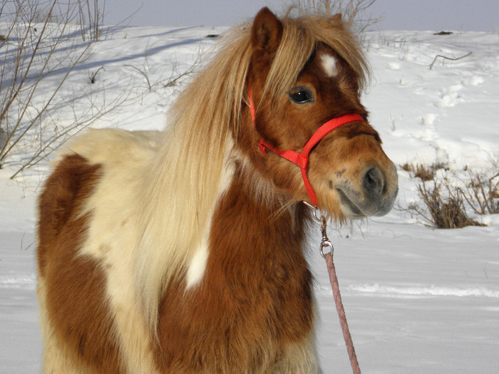 P2220312 - VANZARI PONEI 1