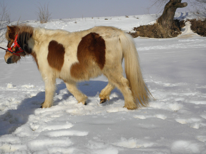 P2220318 - VANZARI PONEI 1