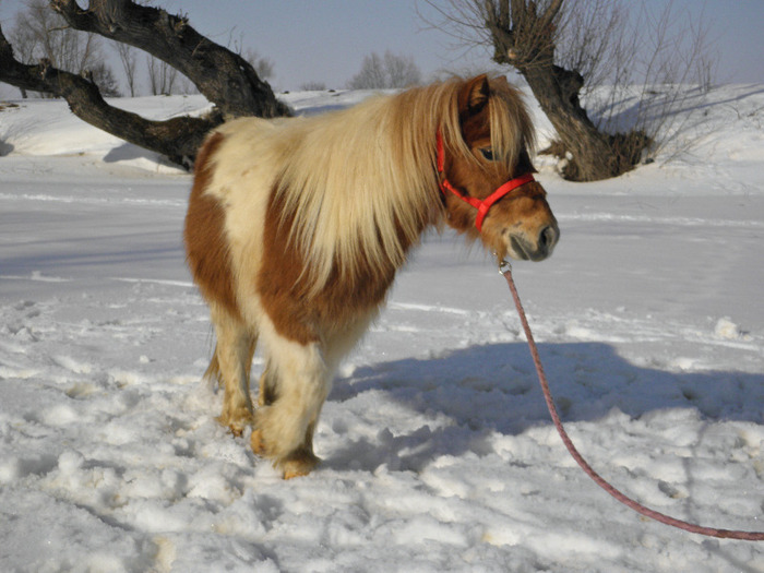 P2220319 - VANZARI PONEI 1