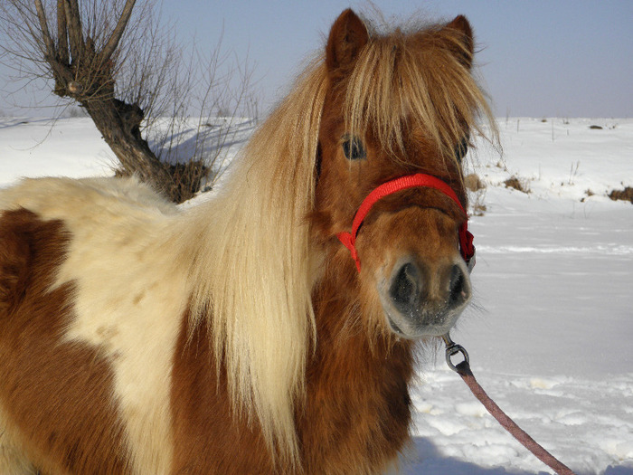 P2220324 - VANZARI PONEI 1