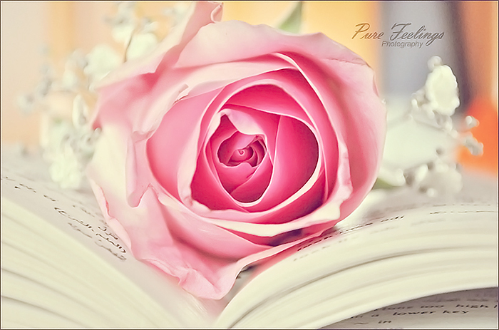 rose_in_pastel____new_look_by_pure_feelings-d34dzn0 - felicitari
