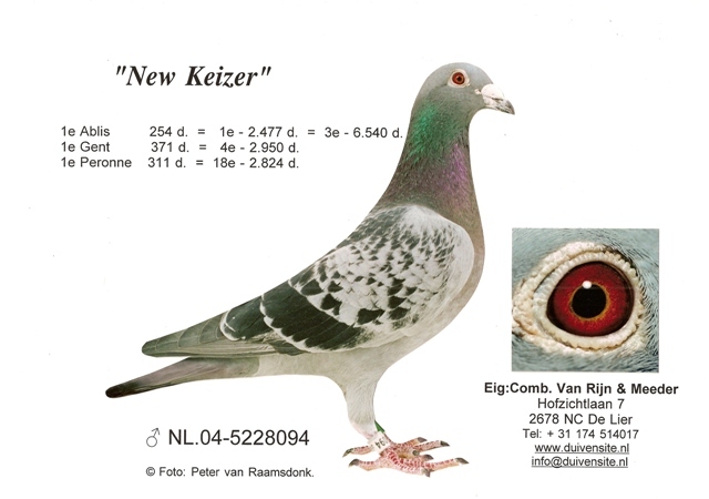 New_Keizer - Porumbei de reproductie