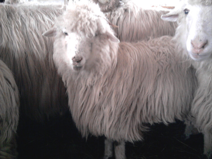 Fotografie1519 - 0 oile 04 02 2012