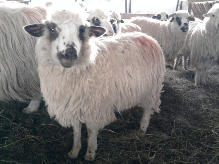 Fotografie1523 - 0 oile 04 02 2012