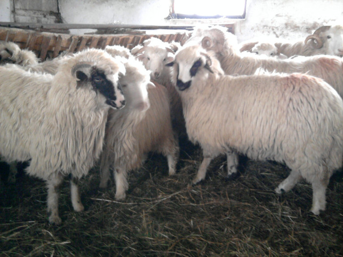 Fotografie1529 - 0 oile 04 02 2012