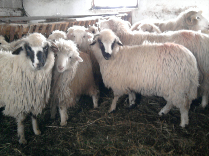 Fotografie1530 - 0 oile 04 02 2012