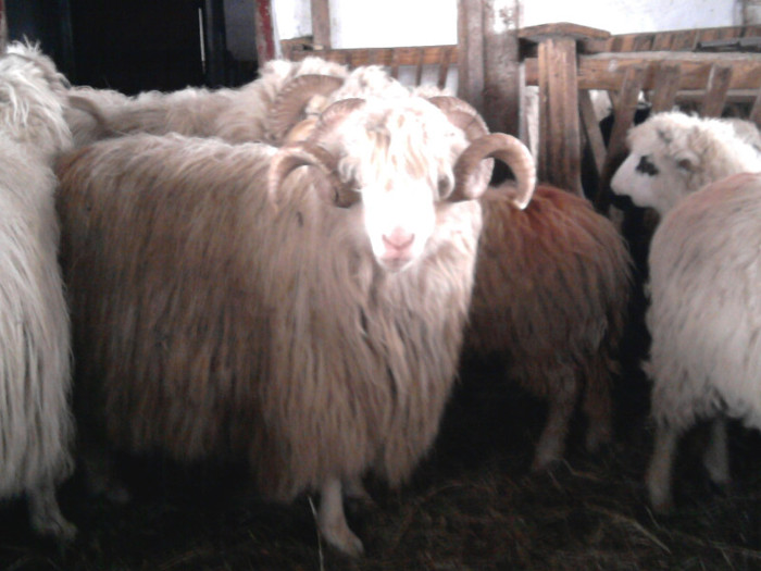 Fotografie1531 - 0 oile 04 02 2012