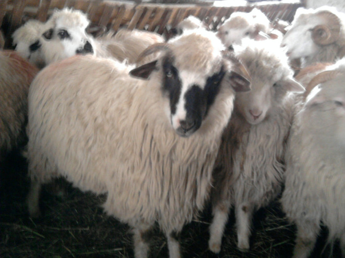 Fotografie1539 - 0 oile 04 02 2012