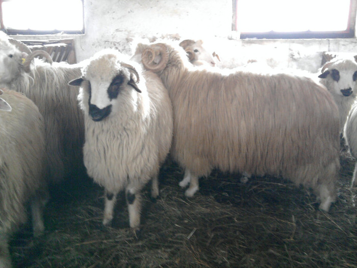 Fotografie1540 - 0 oile 04 02 2012