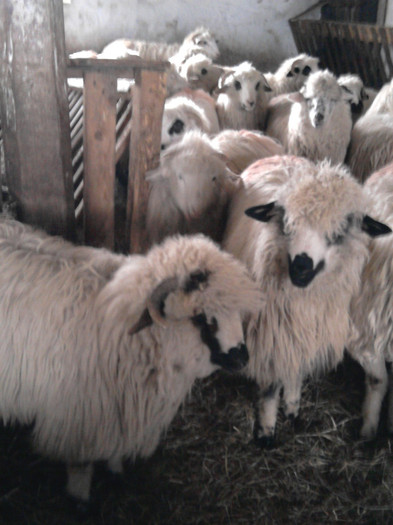 Fotografie1548 - 0 oile 04 02 2012