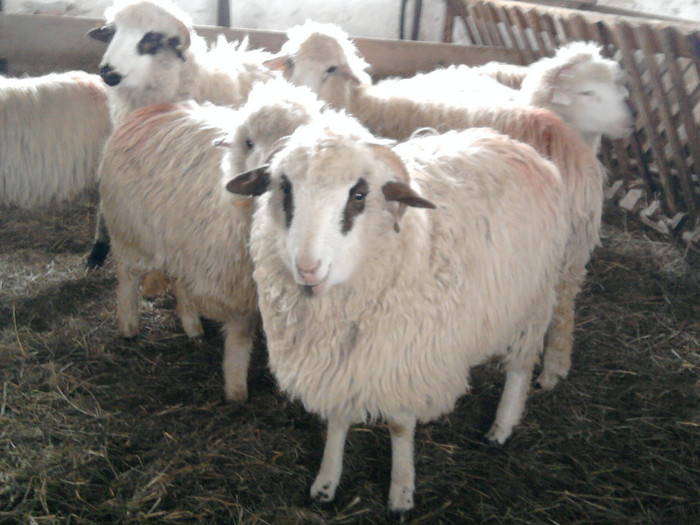 Fotografie1552 - 0 oile 04 02 2012