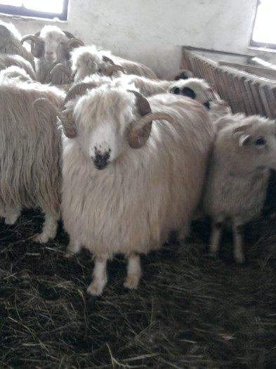 Fotografie1553 - 0 oile 04 02 2012