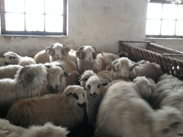 Fotografie1554 - 0 oile 04 02 2012