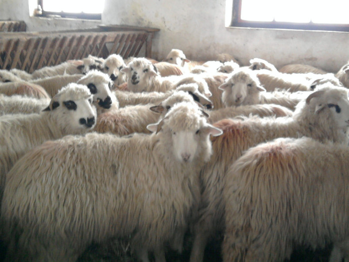 Fotografie1555 - 0 oile 04 02 2012