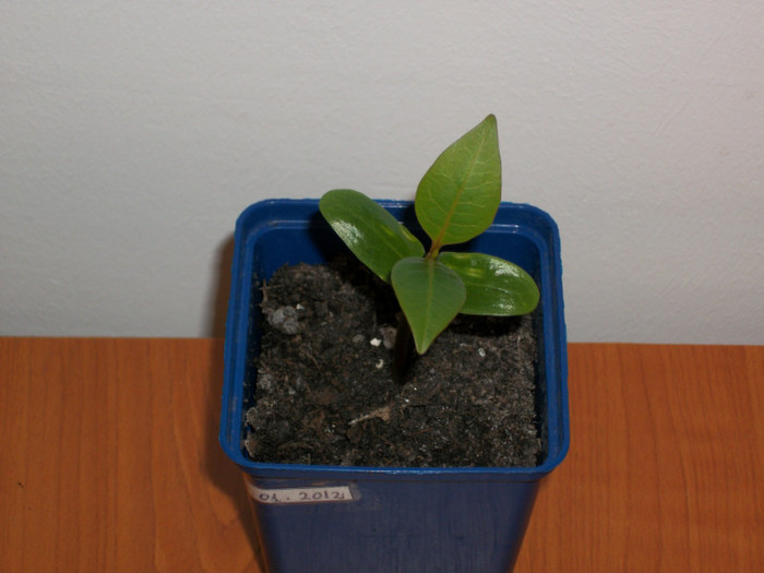 24 FEB 2012 - plumeria