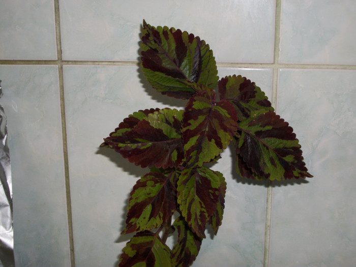 100_7307 - coleus