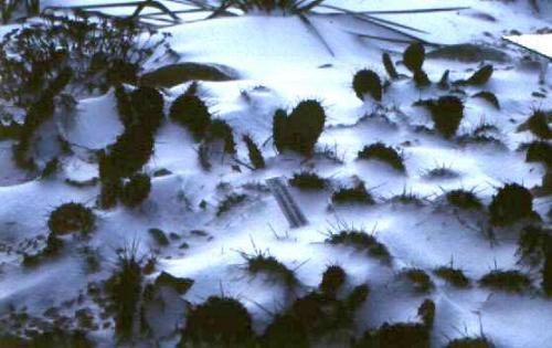 O. phaeacantha var. camanchica - a- copaci si plante diverse pt Romania