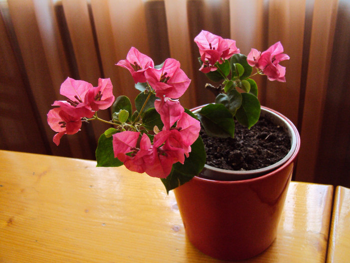 DSC04409 - Bougainvillea