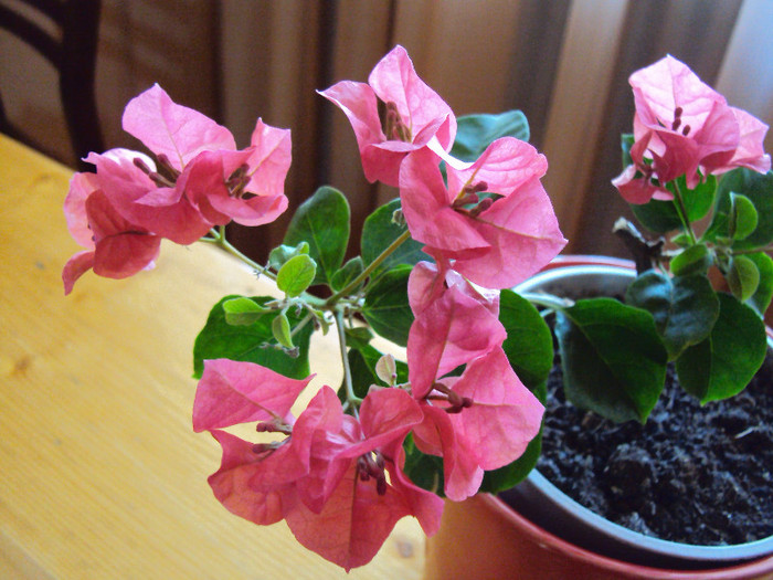 asa i-a venit lui sa infloreasca... - Bougainvillea