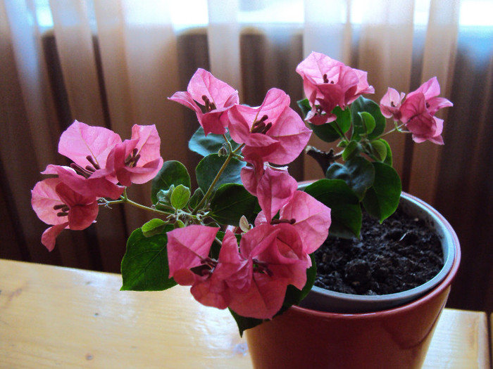 desi e mic ... - Bougainvillea