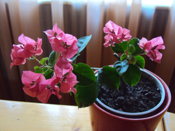asta stie... - Bougainvillea