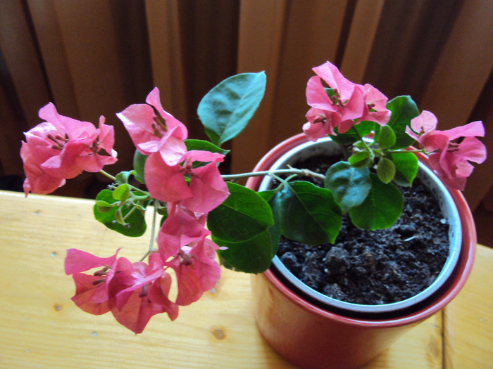 ...asta face - Bougainvillea
